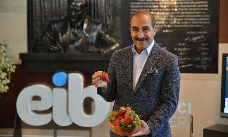 Çilek İhracatında Rekor Artış