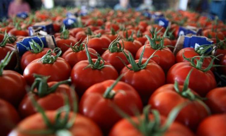 Rusya’ya domates ihracatında kota 350 bin tondan 500 bin tona çıkarıldı
