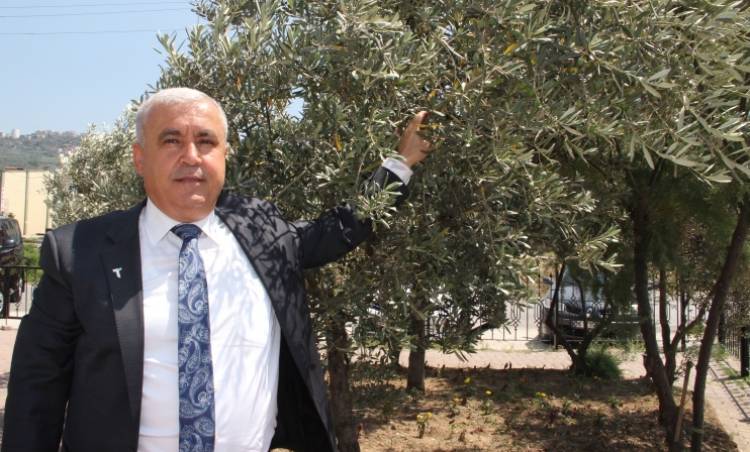 Sofralık zeytin ihracatında rekor